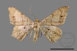 ǦW:Macaria abydata