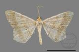 ǦW:Macaria abydata