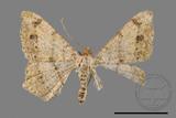 ǦW:Macaria abydata