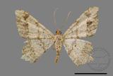 ǦW:Macaria abydata