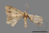 ǦW:Macaria abydata