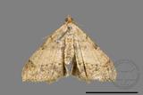 ǦW:Macaria abydata