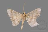 ǦW:Macaria abydata