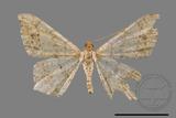 ǦW:Macaria abydata