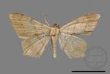 ǦW:Macaria abydata