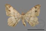 ǦW:Macaria abydata