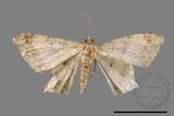 ǦW:Macaria abydata