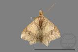 ǦW:Macaria abydata