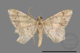 ǦW:Macaria abydata