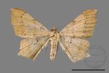 ǦW:Macaria abydata