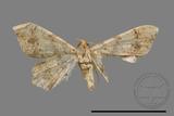 ǦW:Macaria abydata