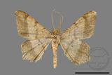 ǦW:Macaria abydata