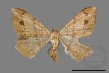 ǦW:Macaria abydata