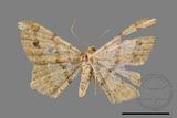 ǦW:Macaria abydata