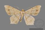 ǦW:Macaria abydata