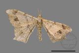 ǦW:Macaria abydata