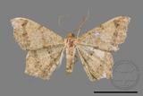 ǦW:Macaria abydata