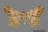 ǦW:Macaria abydata