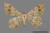 ǦW:Macaria abydata