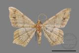 ǦW:Macaria abydata