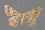 ǦW:Macaria abydata