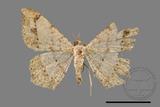 ǦW:Macaria abydata