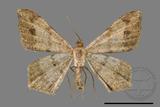 ǦW:Macaria abydata