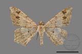 ǦW:Macaria abydata