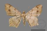 ǦW:Macaria abydata