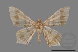 ǦW:Macaria abydata