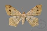 ǦW:Macaria abydata