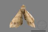 ǦW:Macaria abydata