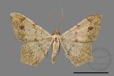 ǦW:Macaria abydata