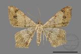 ǦW:Macaria abydata