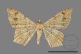 ǦW:Macaria abydata