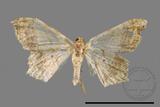 ǦW:Macaria abydata