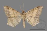 ǦW:Macaria abydata