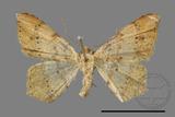 ǦW:Macaria abydata