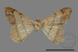 ǦW:Macaria abydata