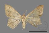 ǦW:Macaria abydata