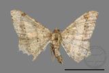 ǦW:Macaria abydata