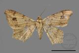 ǦW:Macaria abydata