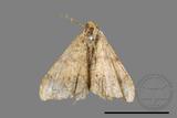 ǦW:Macaria abydata