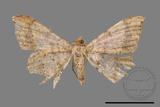 ǦW:Macaria abydata