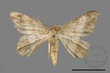 ǦW:Macaria abydata