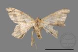 ǦW:Macaria abydata