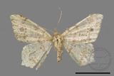 ǦW:Macaria abydata