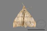 ǦW:Macaria abydata