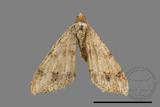 ǦW:Macaria abydata