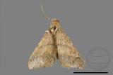 ǦW:Macaria abydata